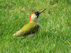 A green woodpecker photographed in 2011 by Mike Farley